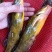 黄骨鱼黄磉鱼黄辣丁