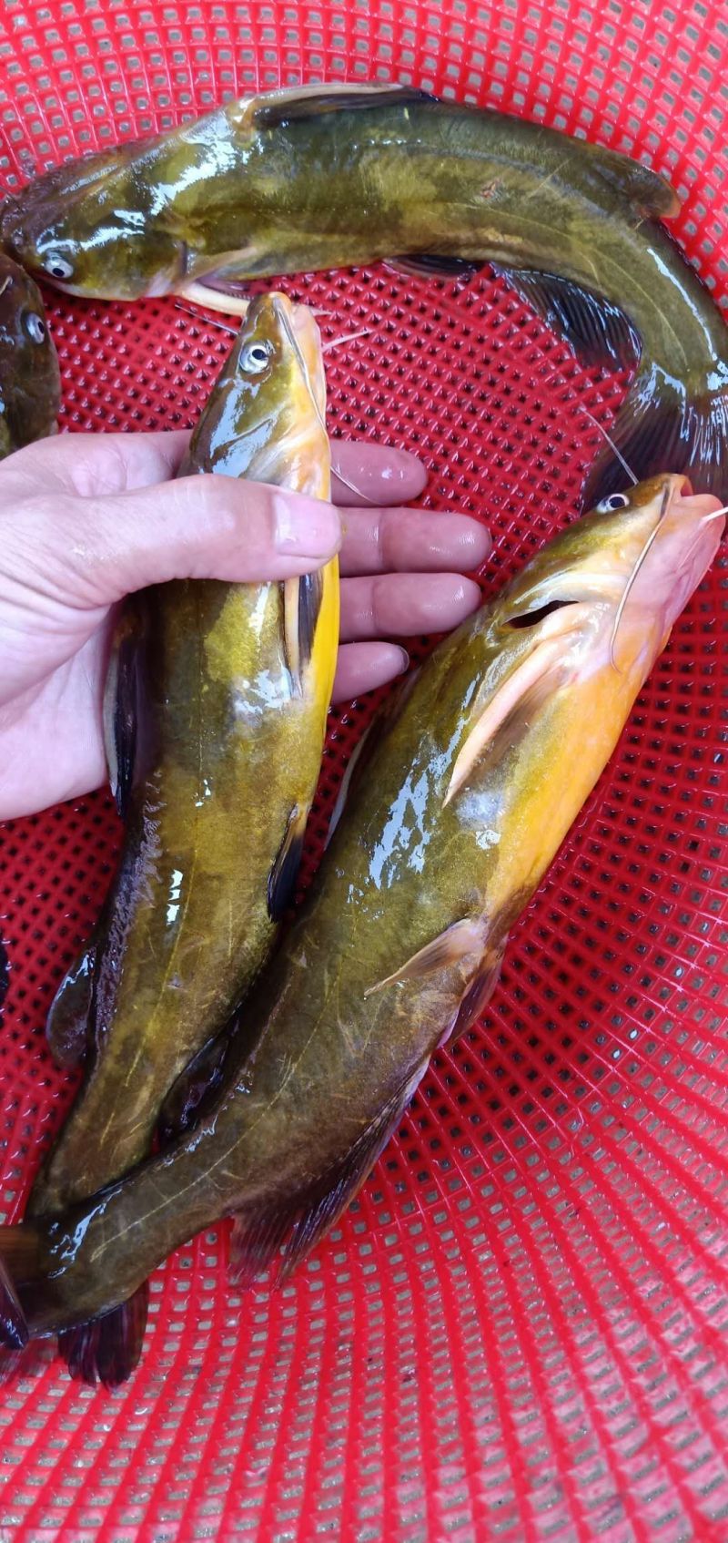 黄骨鱼黄磉鱼黄辣丁