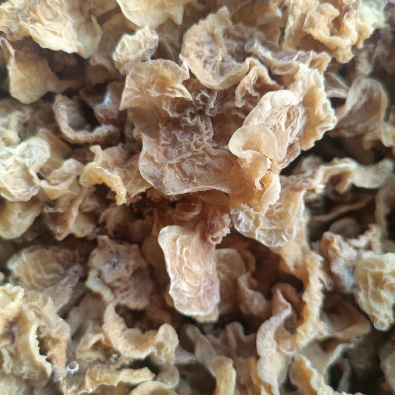 羊肚耳黄色沙耳羊肚耳批发零售电商好货自产自销羊肚耳鹿肚耳