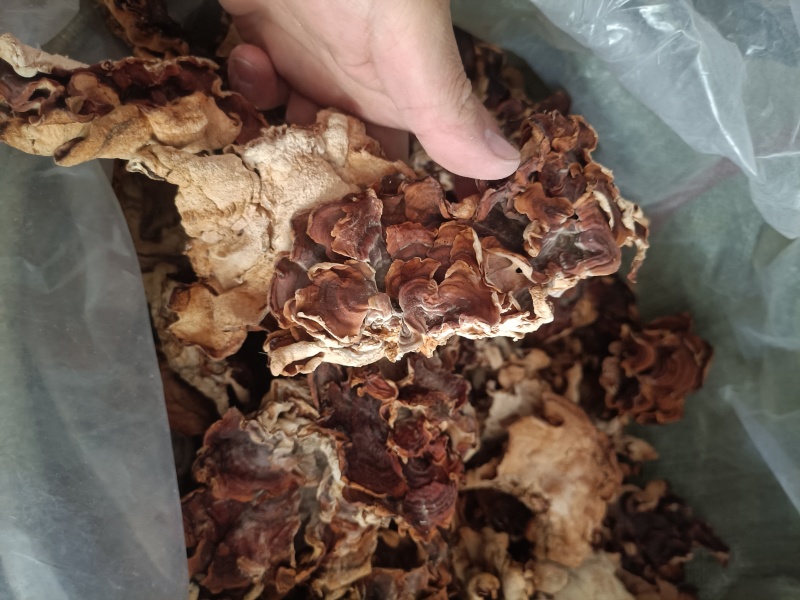 榆耳又叫灵芝菌单片榆耳自产自销羊肚耳鹿肚耳批发零售长期有