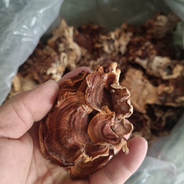 榆耳又叫灵芝菌单片榆耳自产自销羊肚耳鹿肚耳批发零售长期有