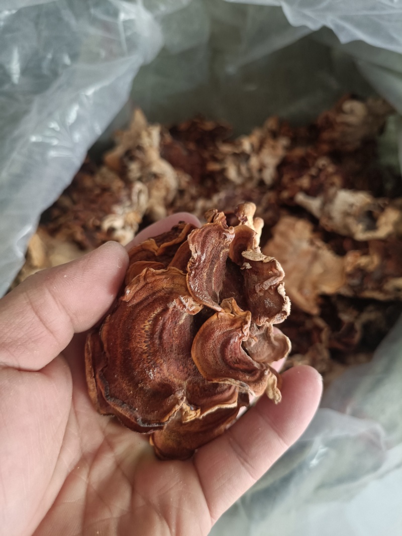 榆耳又叫灵芝菌单片榆耳自产自销羊肚耳鹿肚耳批发零售长期有