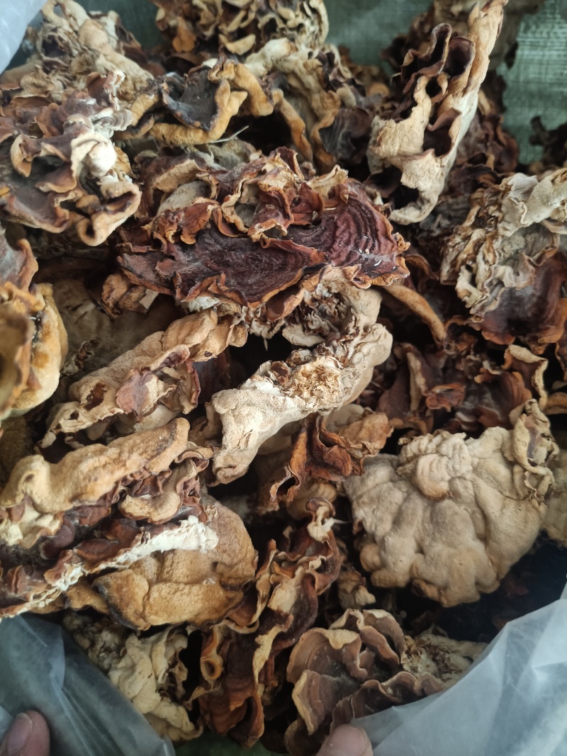 榆耳又叫灵芝菌单片榆耳自产自销羊肚耳鹿肚耳批发零售长期有