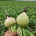 芥菜大量有货
