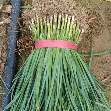 大丰白根蒜苗，大量上市，物美价廉，有需要请联系我