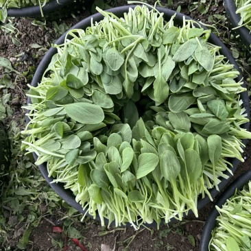 精品鸡毛菜速度联系