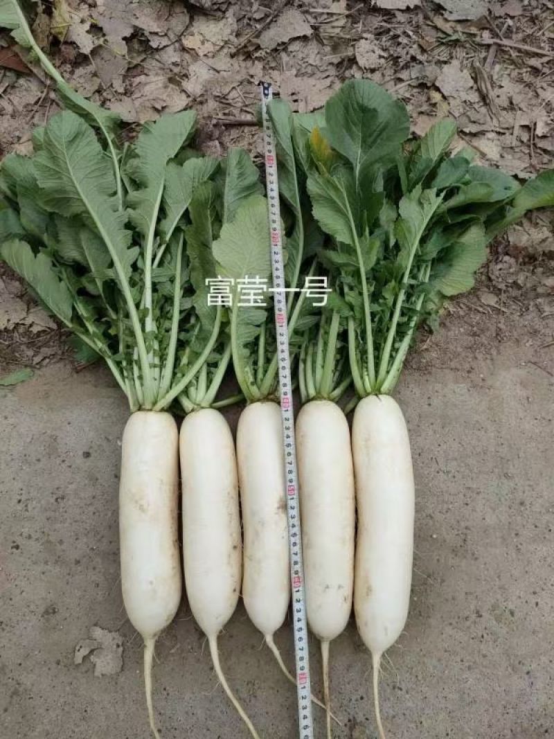 白萝卜基地大量上市。有水洗打冷货，市场货，电商