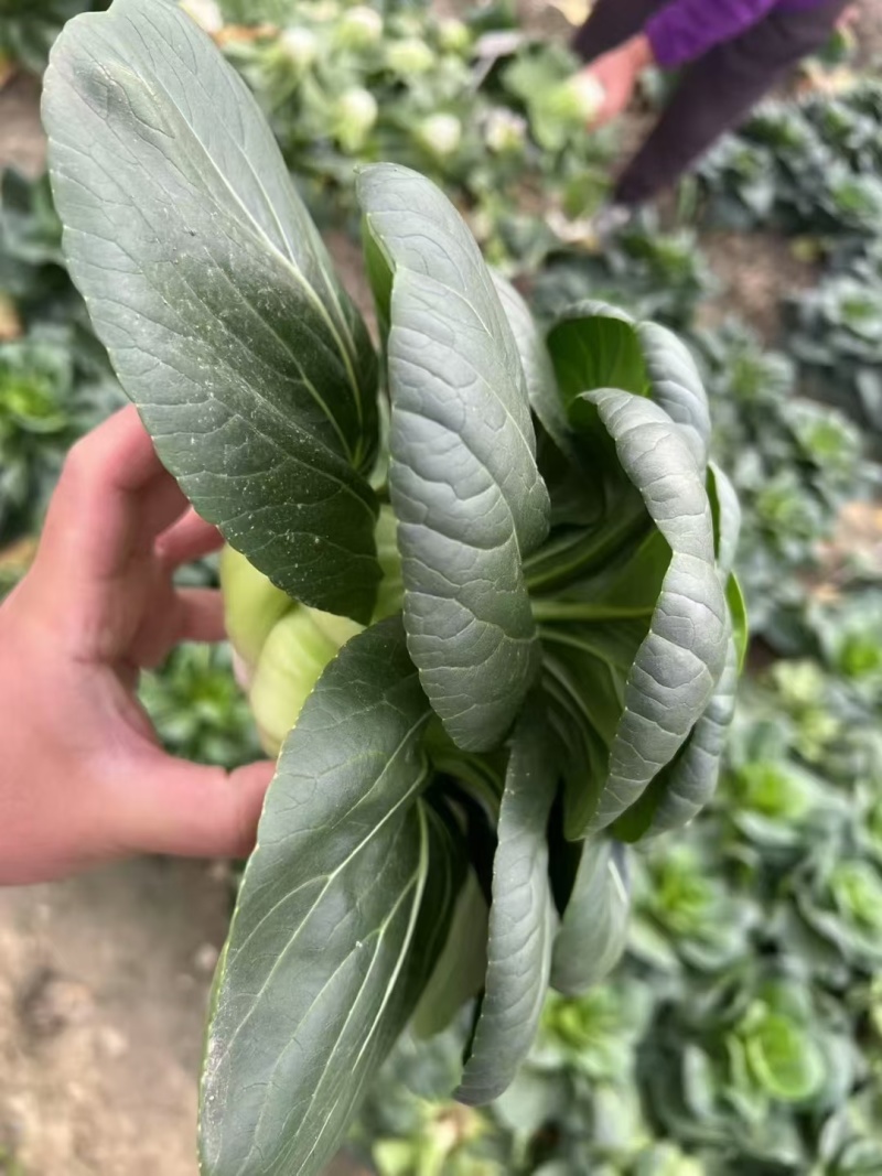 特矮苏甜矮脚青梗菜菜种子高产耐寒耐冻黑亮趴地苏州青黑束腰