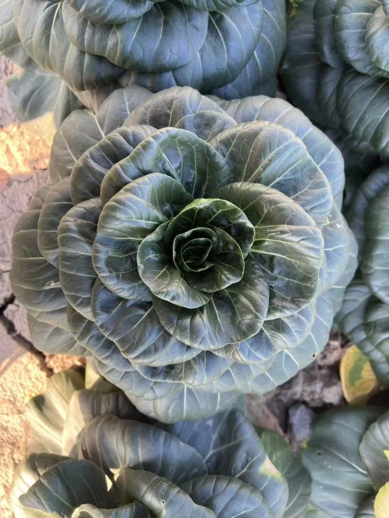 特矮苏甜矮脚青梗菜菜种子高产耐寒耐冻黑亮趴地苏州青黑束腰