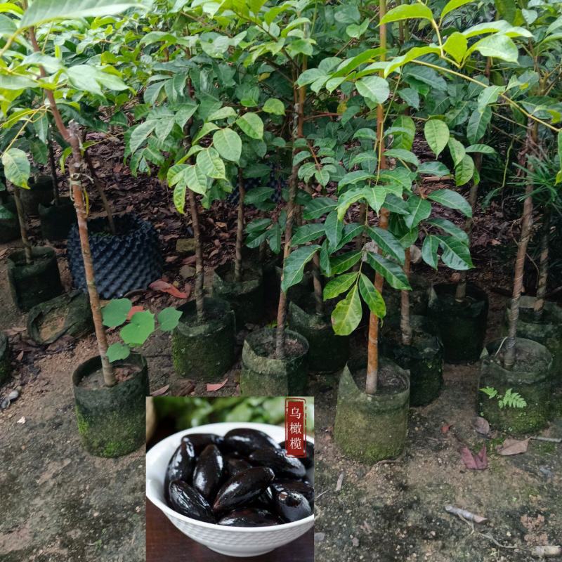 黑橄榄/正品嫁接苗/吊丝茅品种/59元/棵