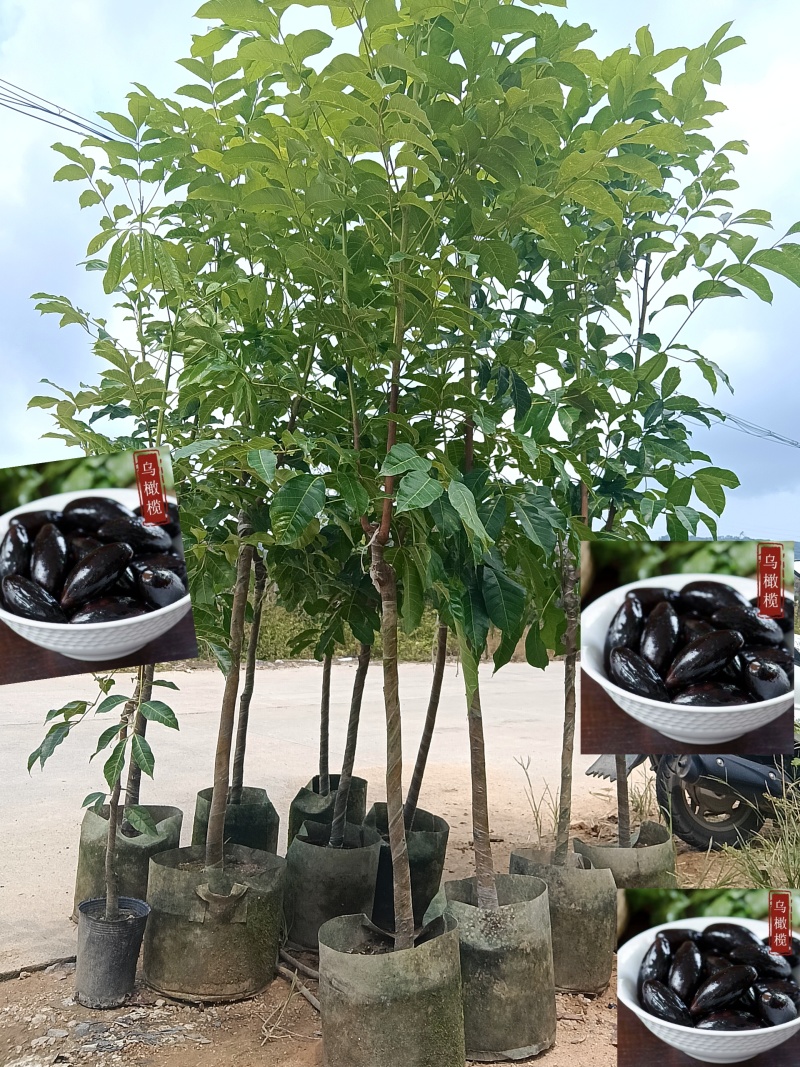 黑橄榄/正品嫁接苗/吊丝茅品种/59元/棵