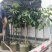黑橄榄/正品嫁接苗/吊丝茅品种/59元/棵