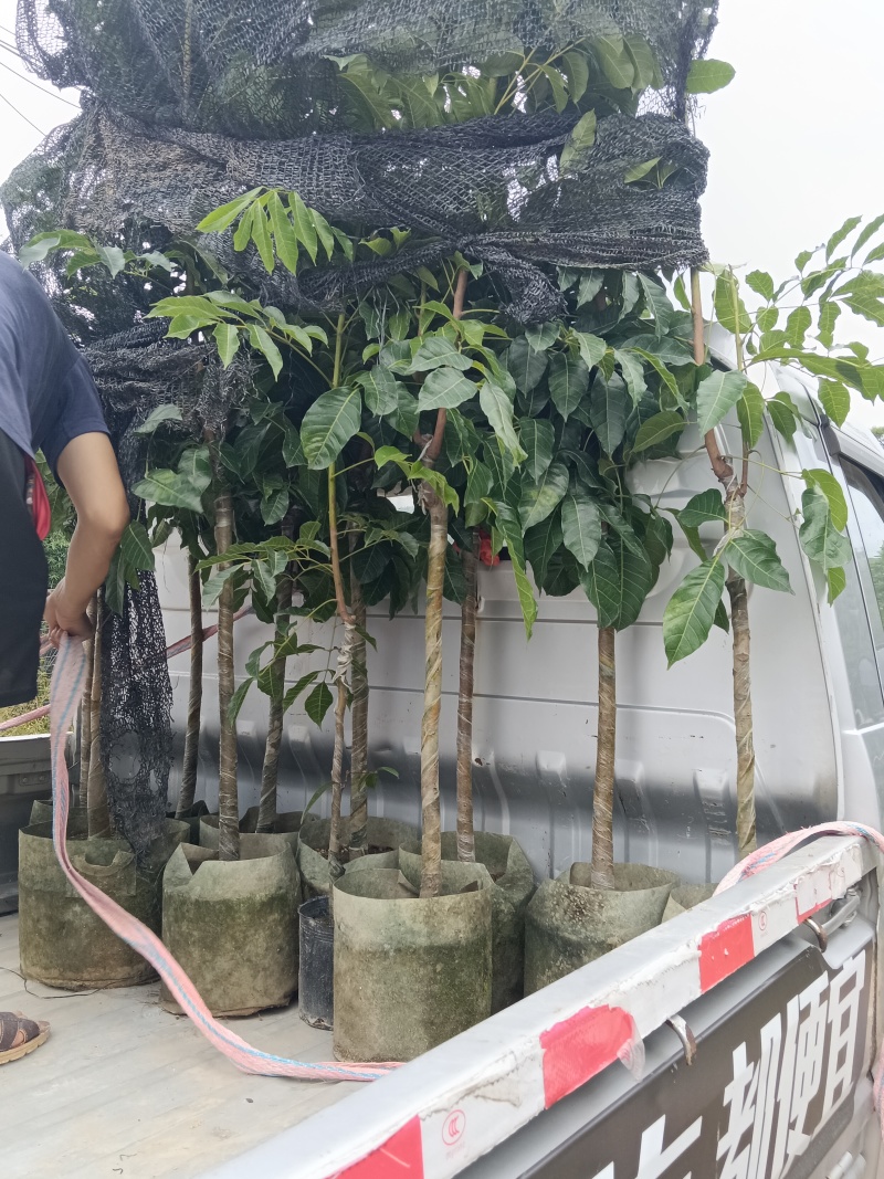 黑橄榄/正品嫁接苗/吊丝茅品种/59元/棵