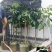 黑橄榄/正品嫁接苗/吊丝茅品种/59元/棵
