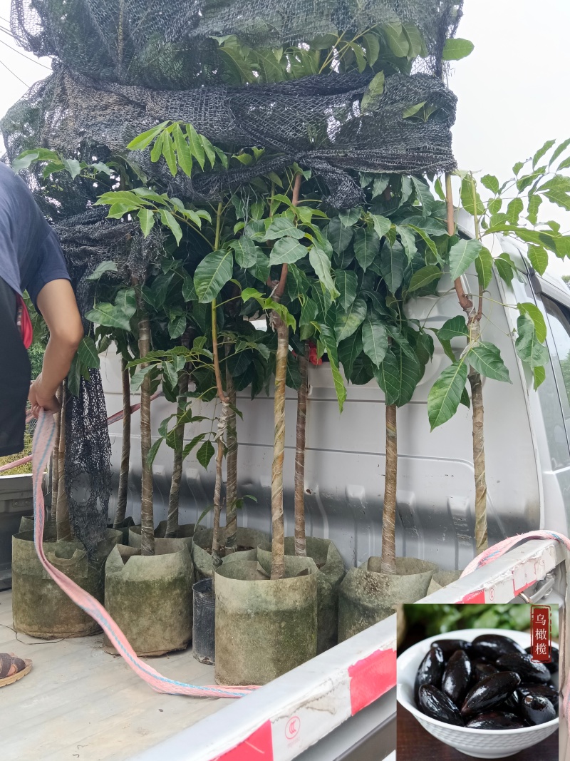 黑橄榄/正品嫁接苗/吊丝茅品种/59元/棵