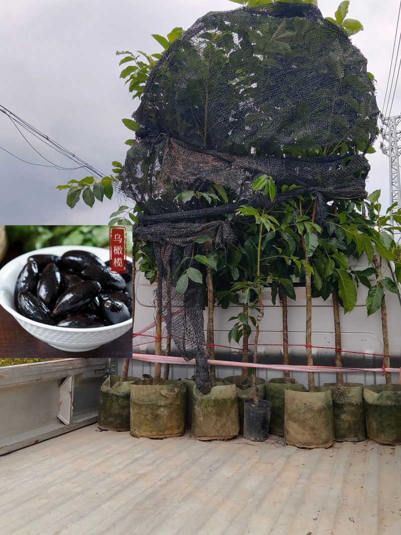 黑橄榄/正品嫁接苗/吊丝茅品种/59元/棵