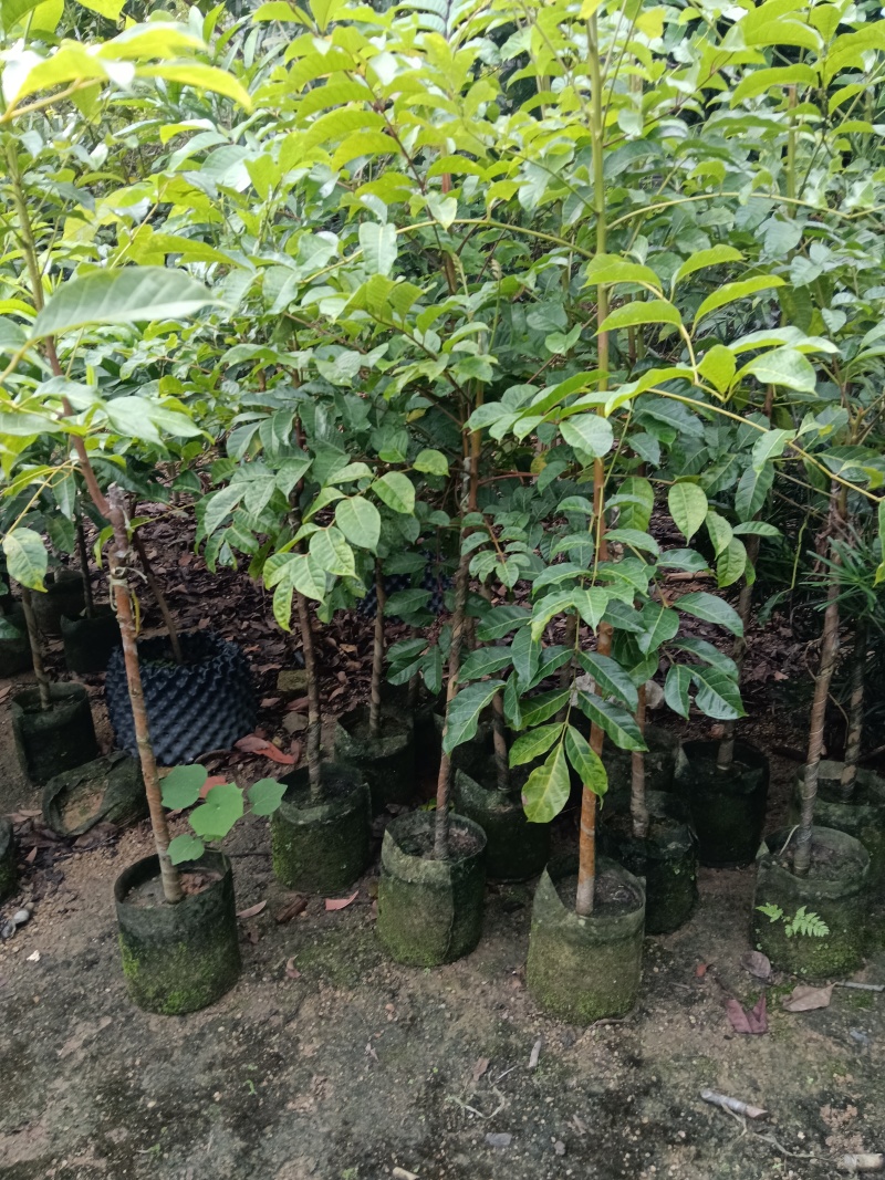 黑橄榄/正品嫁接苗/吊丝茅品种/59元/棵