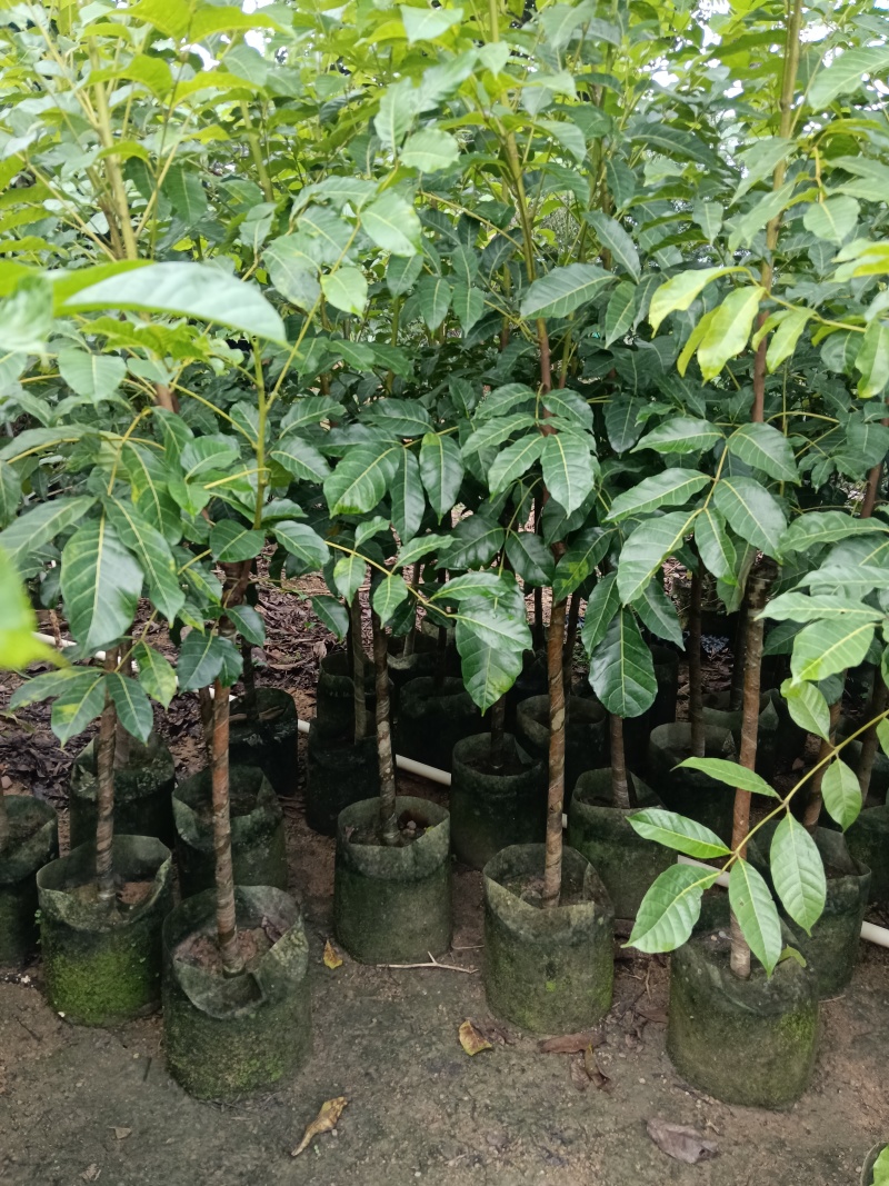 黑橄榄/正品嫁接苗/吊丝茅品种/59元/棵