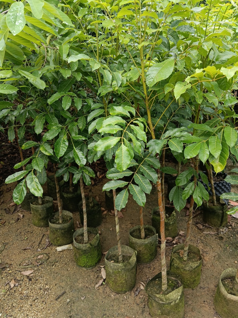 黑橄榄/正品嫁接苗/吊丝茅品种/59元/棵