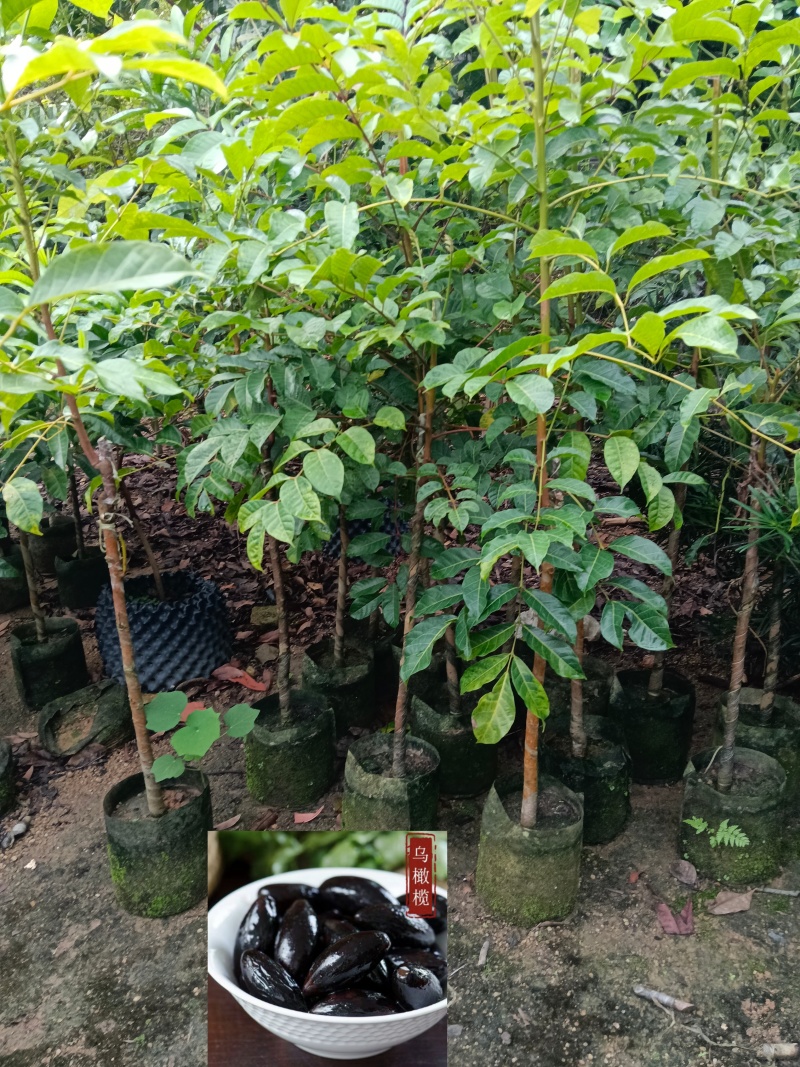 黑橄榄/正品嫁接苗/吊丝茅品种/59元/棵