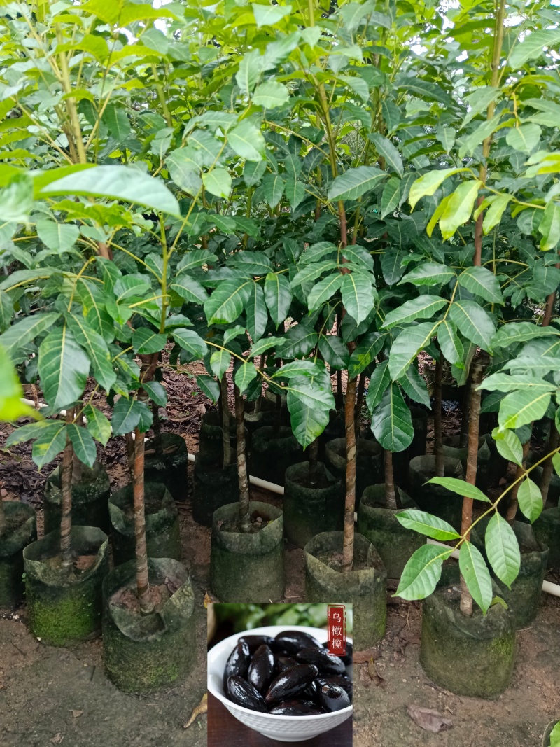 黑橄榄/正品嫁接苗/吊丝茅品种/59元/棵