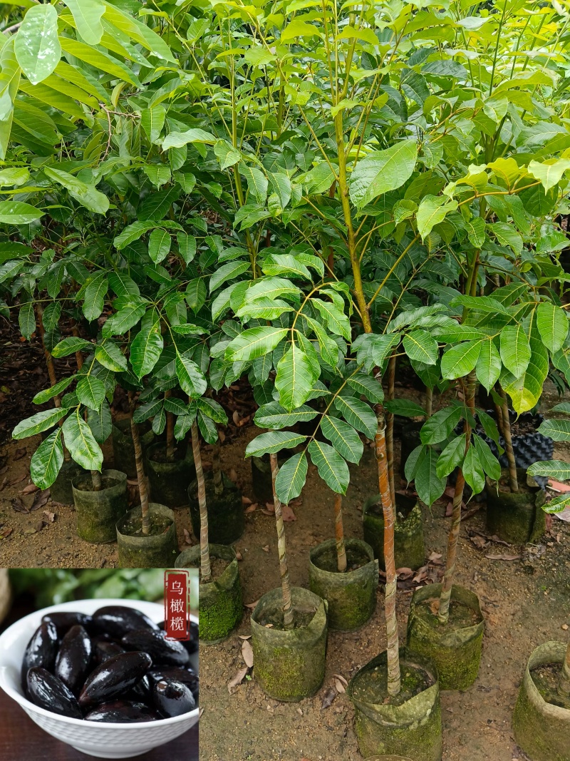 黑橄榄/正品嫁接苗/吊丝茅品种/59元/棵