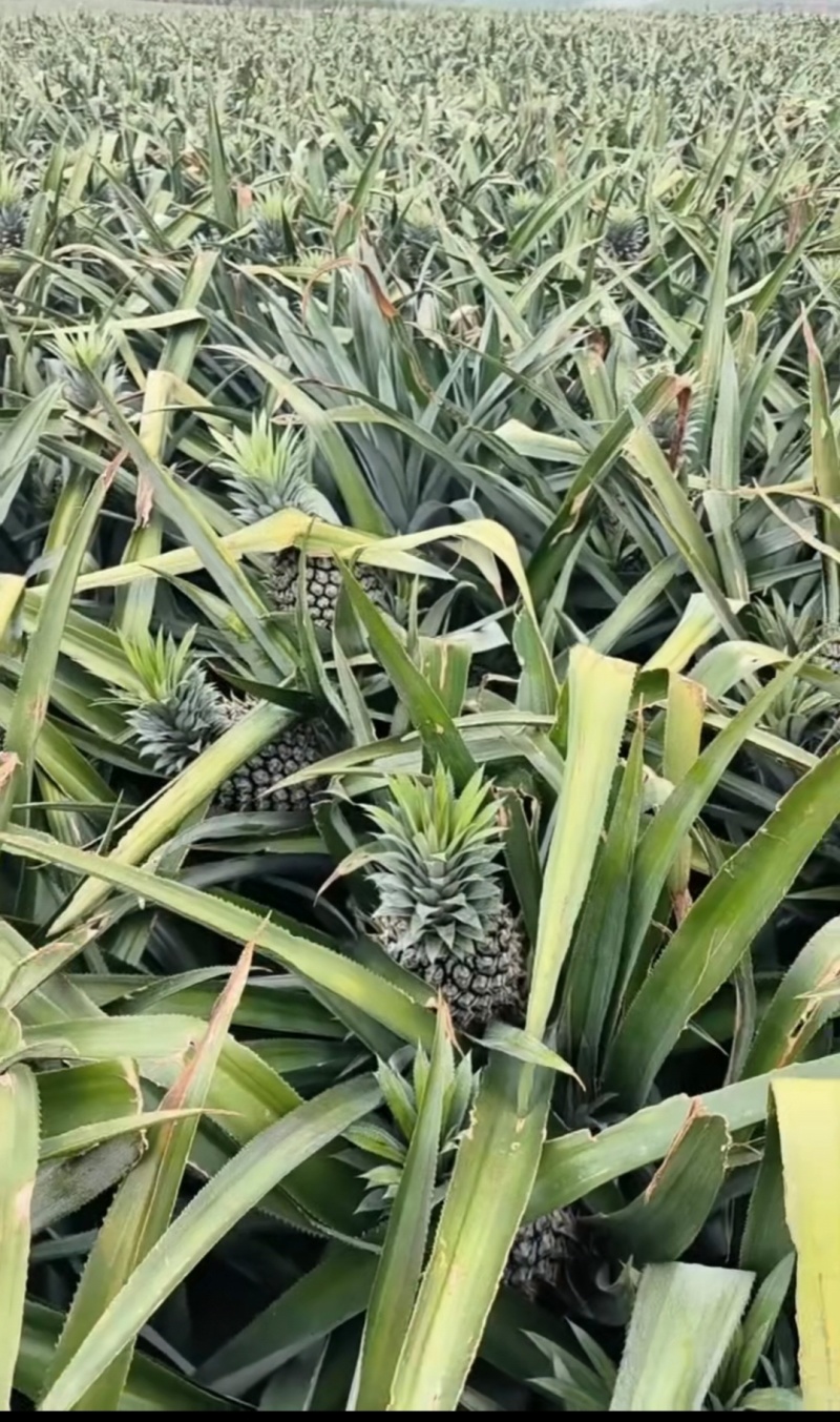 香水菠萝