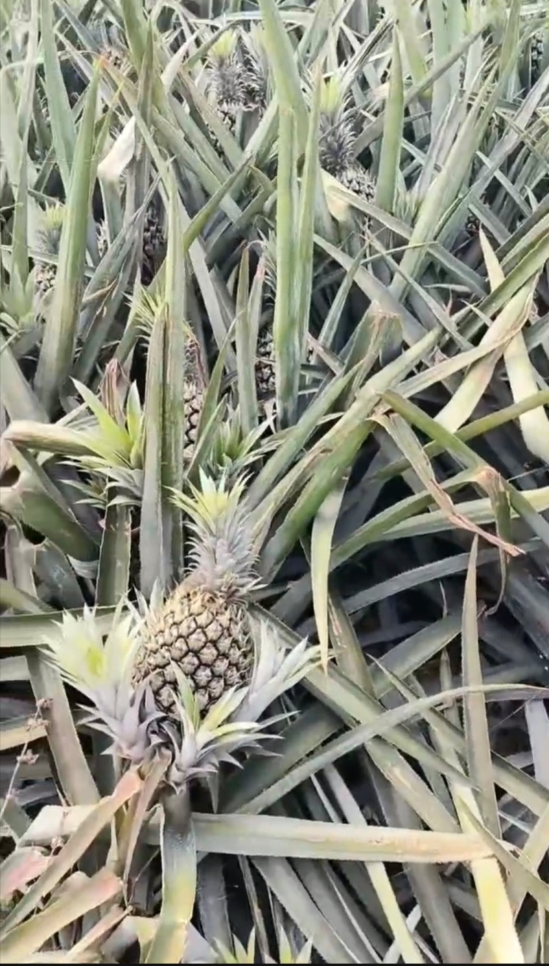 香水菠萝