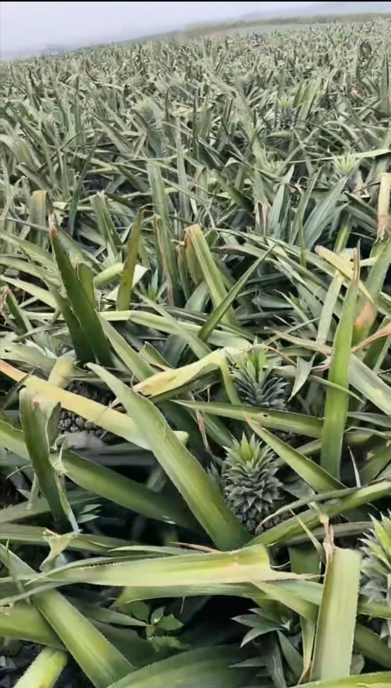 香水菠萝