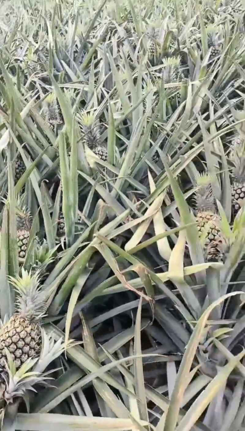 香水菠萝