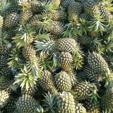香水菠萝