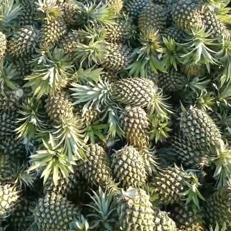 香水菠萝