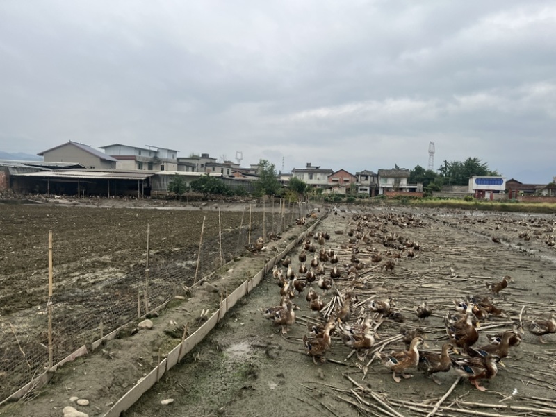 90多天转吃粮食的肉鸭。8元一斤。有意者联系