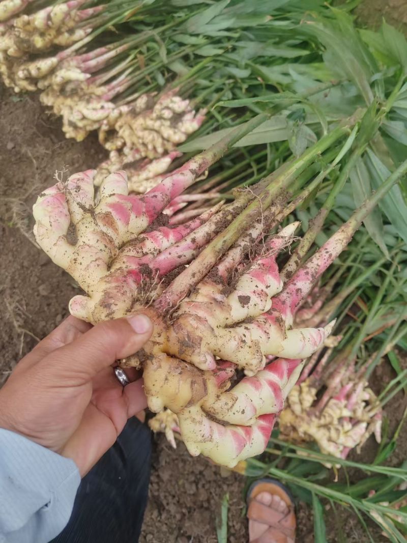 贵州惠水子姜大量上市产地直发保证质量欢迎随时联系