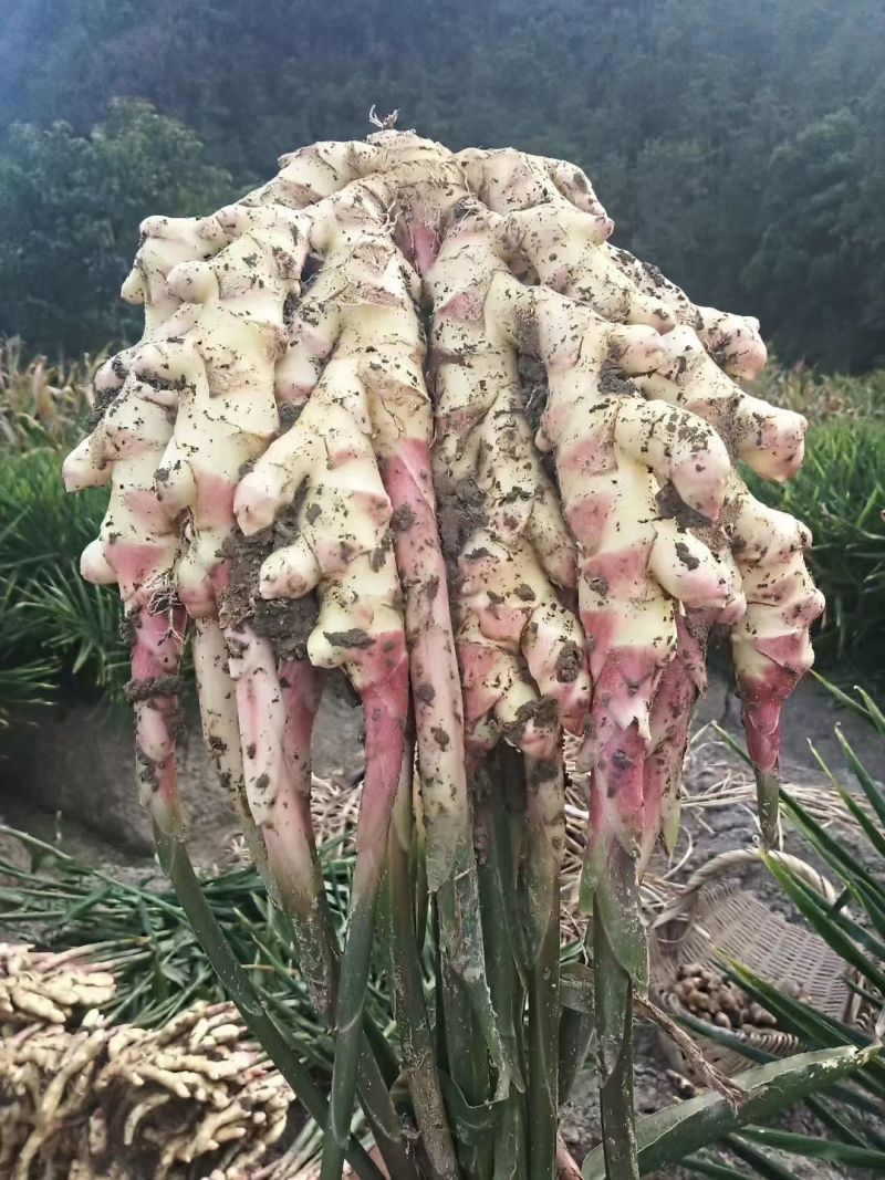 贵州惠水子姜大量上市产地直发保证质量欢迎随时联系