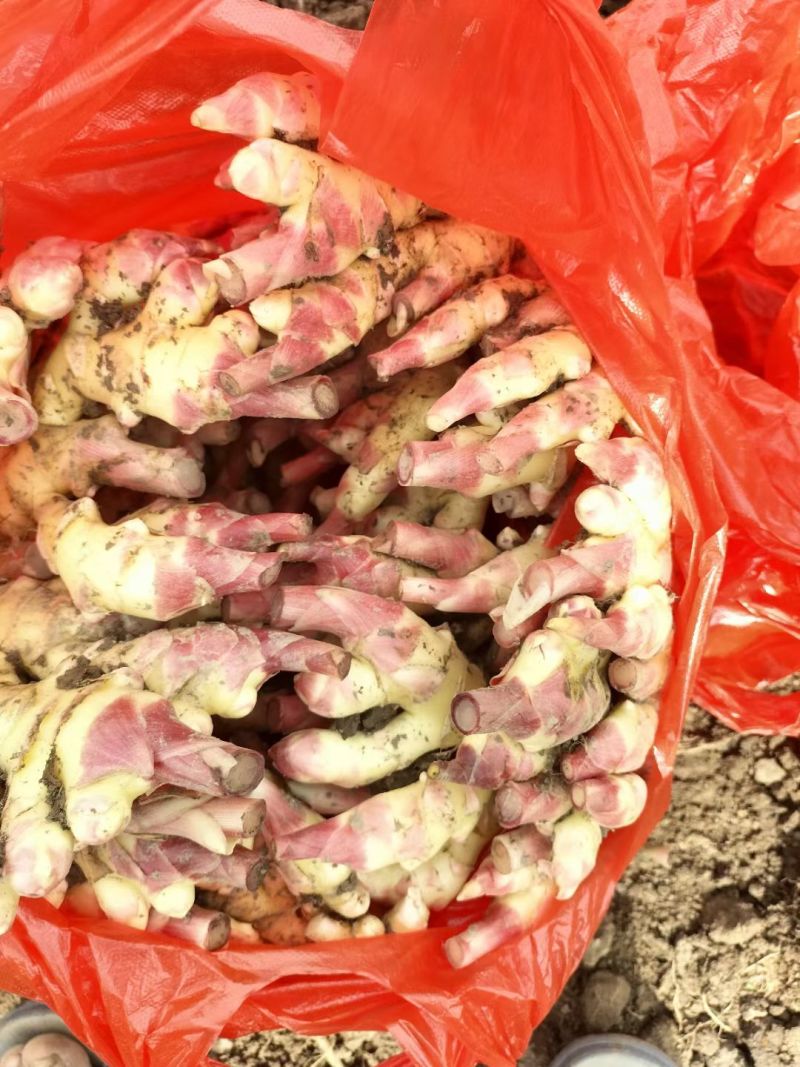 贵州惠水子姜大量上市产地直发保证质量欢迎随时联系