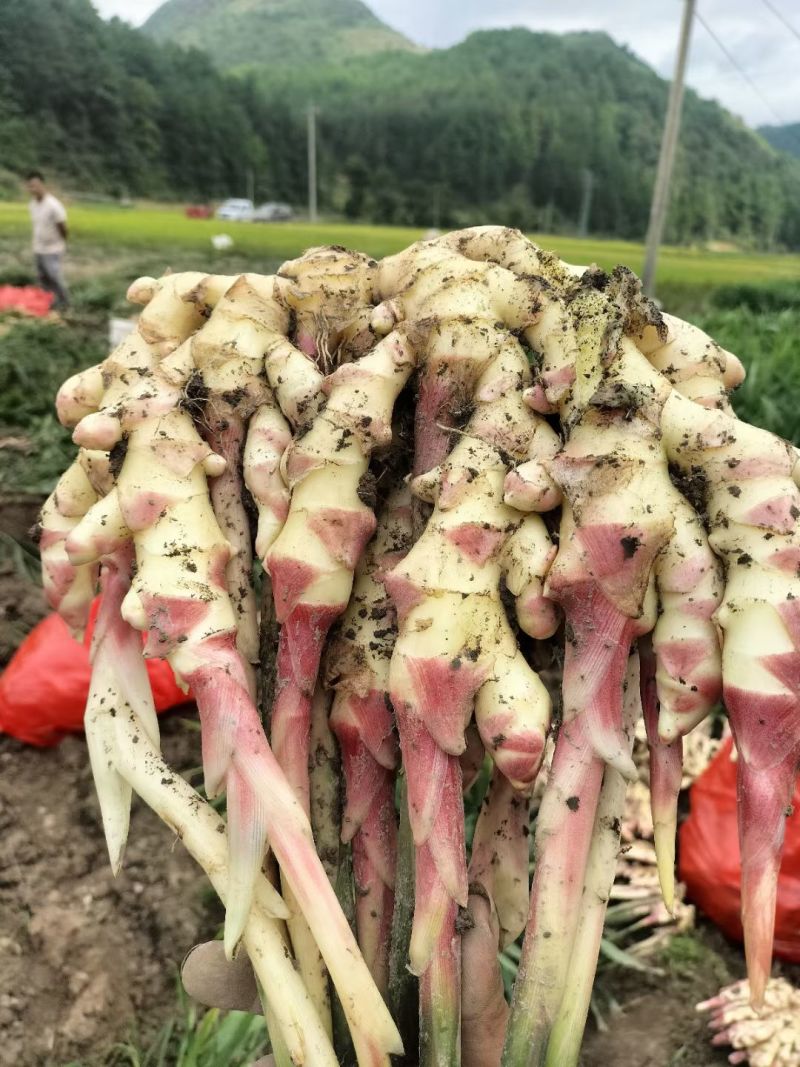 贵州惠水子姜大量上市产地直发保证质量欢迎随时联系