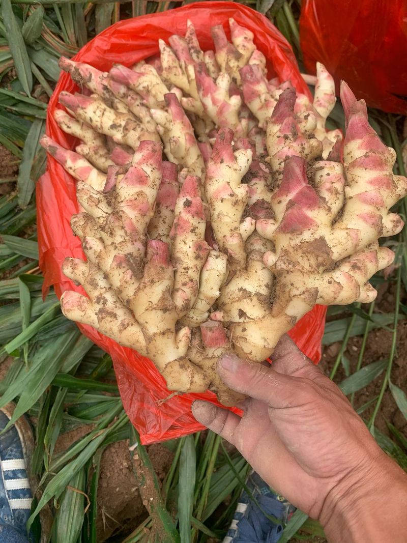 贵州惠水子姜大量上市产地直发保证质量欢迎随时联系