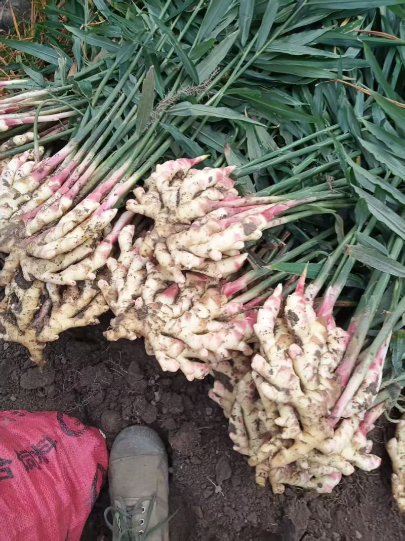 贵州惠水子姜大量上市产地直发保证质量欢迎随时联系