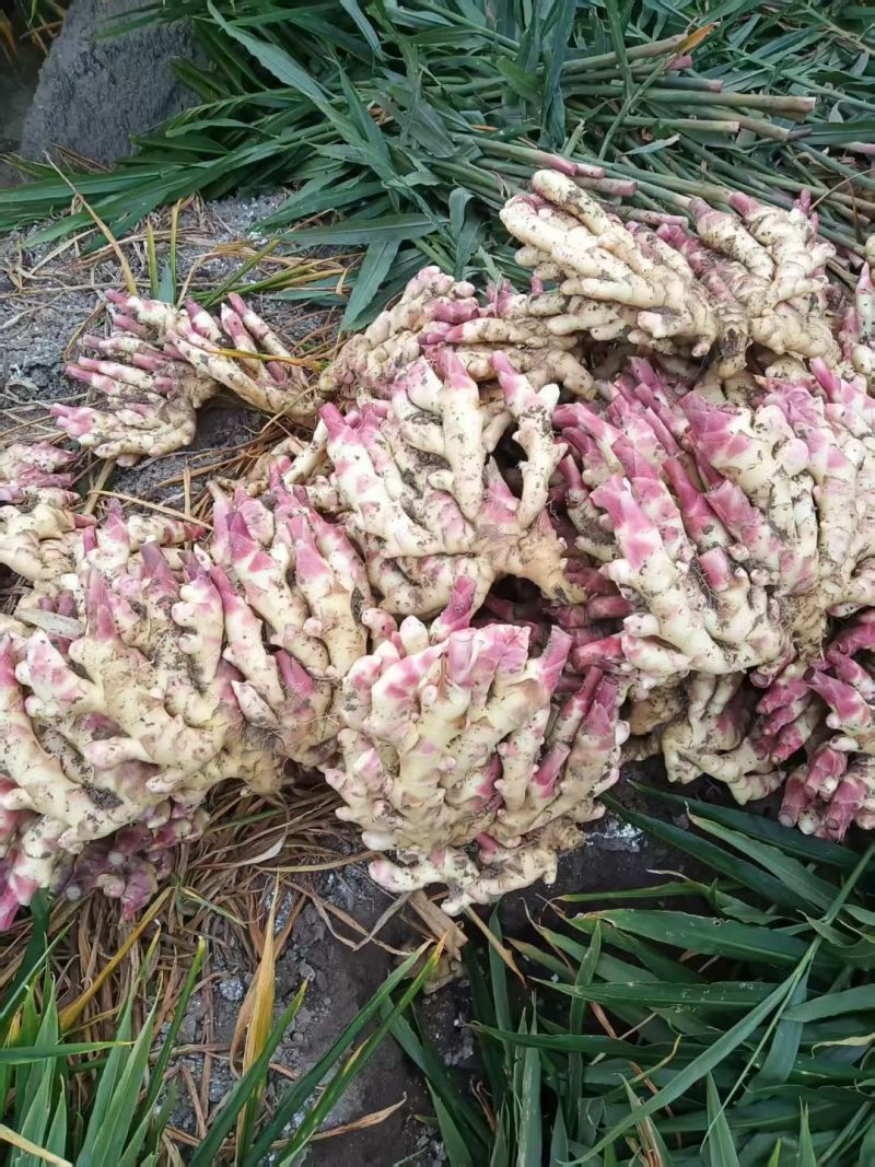 贵州惠水子姜大量上市产地直发保证质量欢迎随时联系