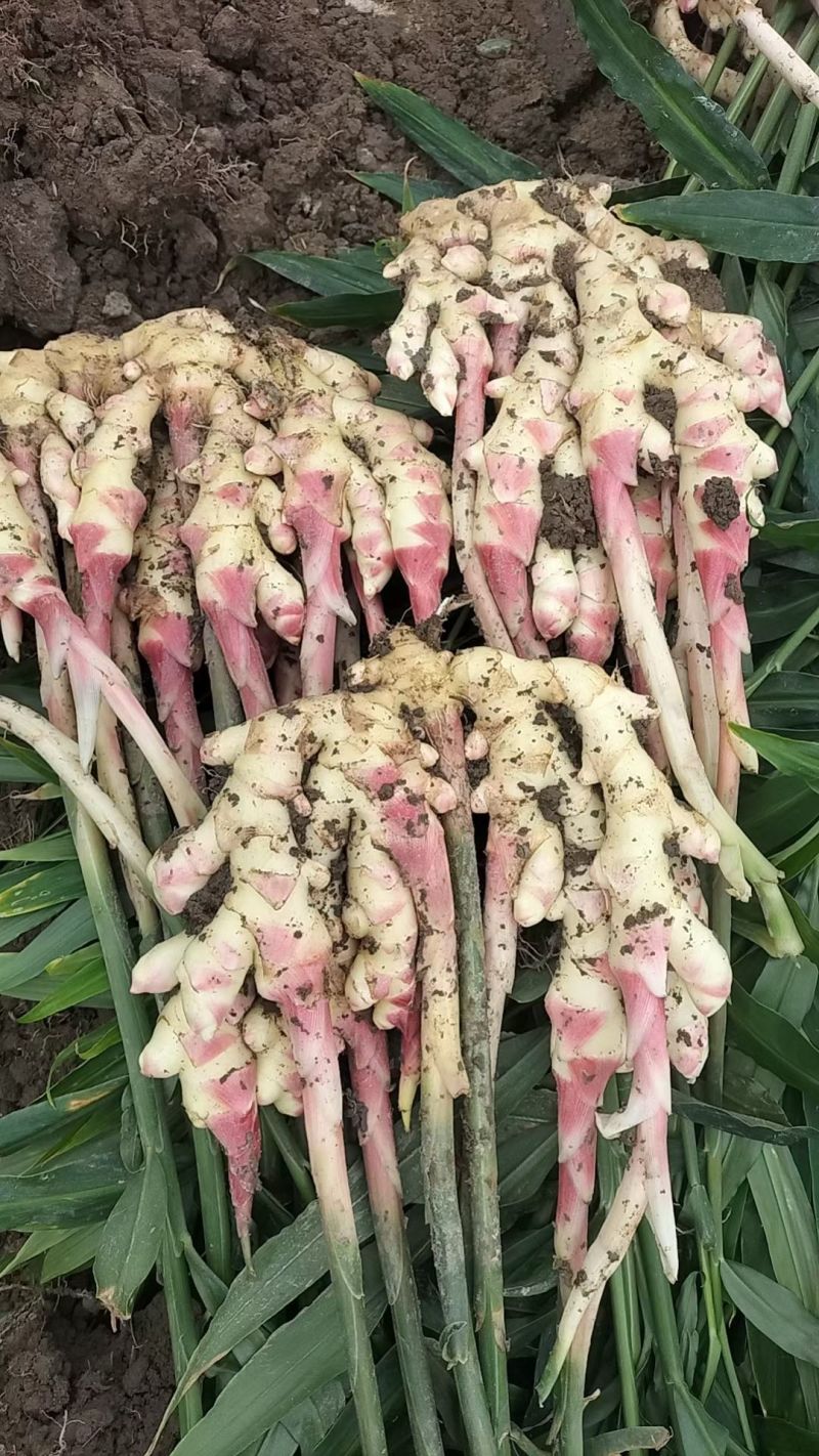 贵州惠水子姜大量上市产地直发保证质量欢迎随时联系