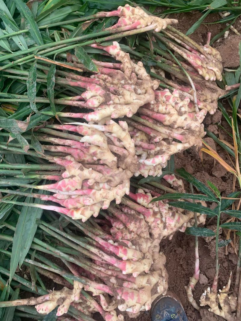 贵州惠水子姜大量上市产地直发保证质量欢迎随时联系