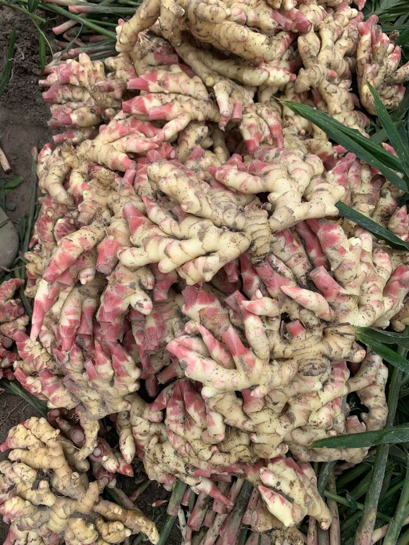 贵州惠水子姜大量上市产地直发保证质量欢迎随时联系