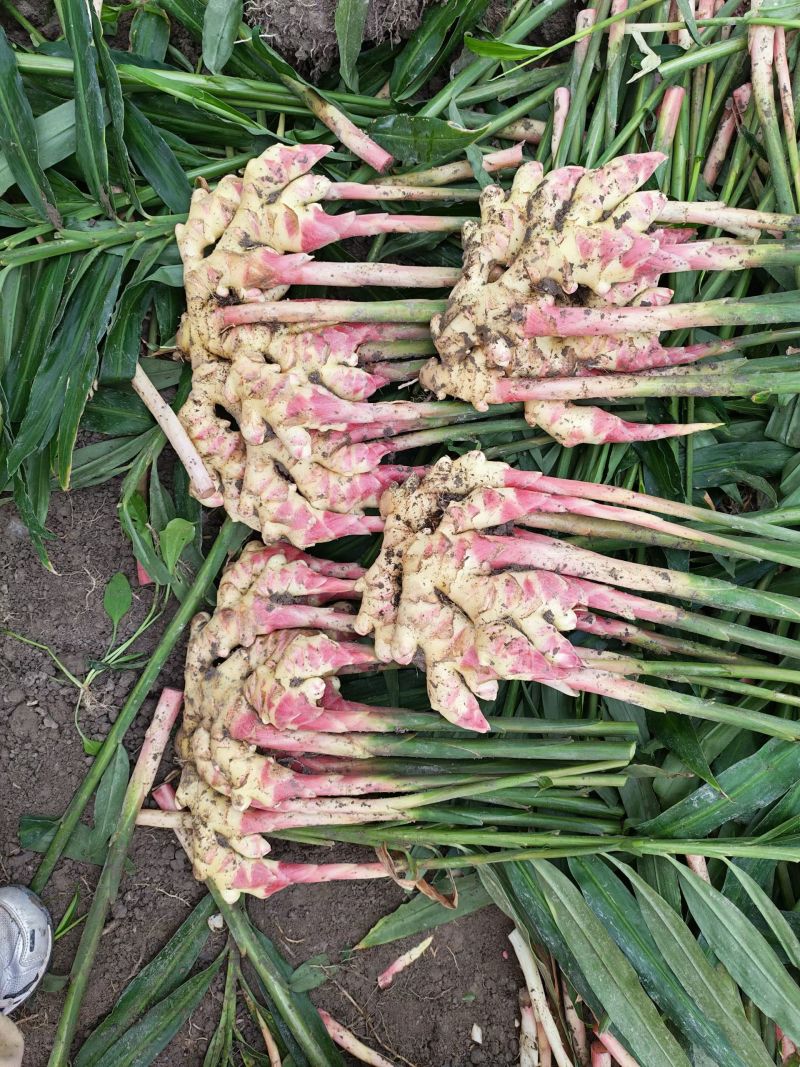 贵州惠水子姜大量上市产地直发保证质量欢迎随时联系