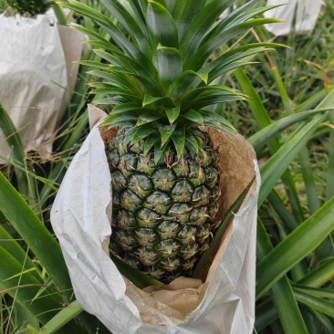 凤梨