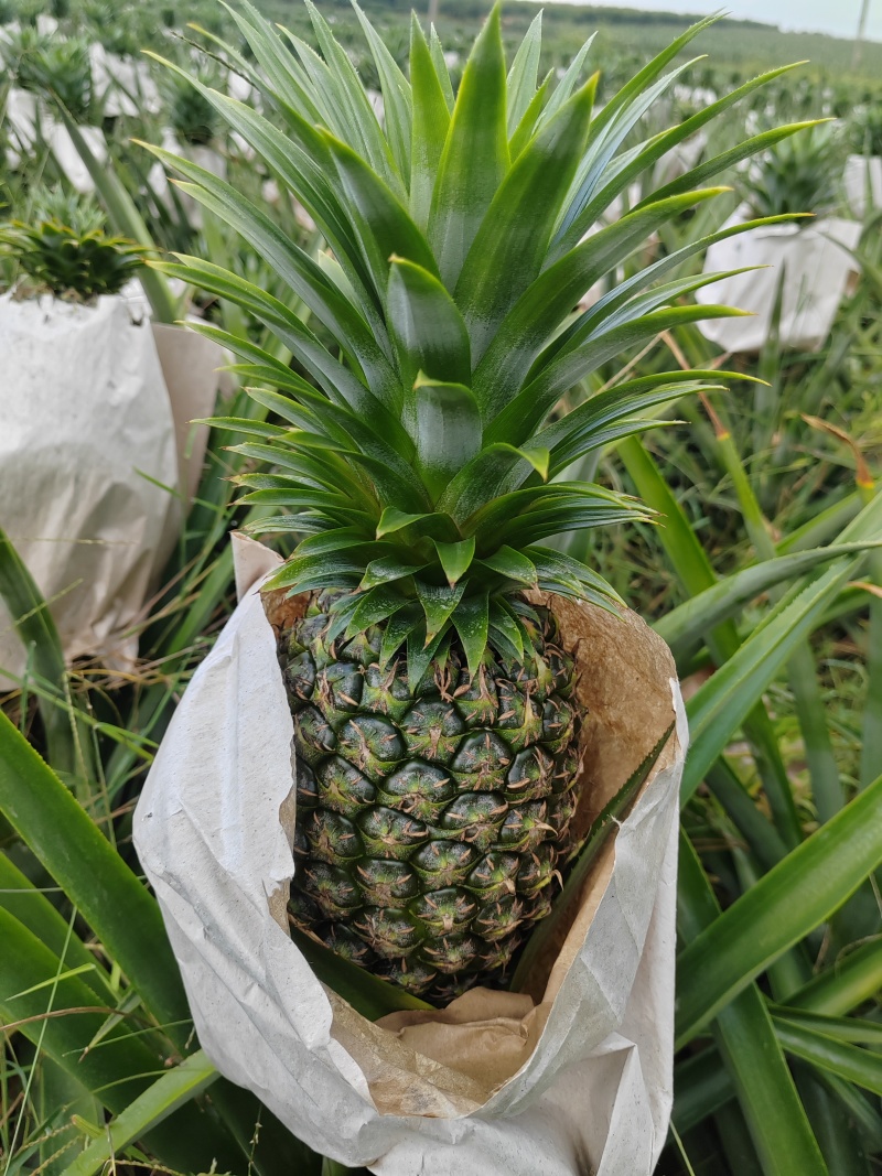 凤梨