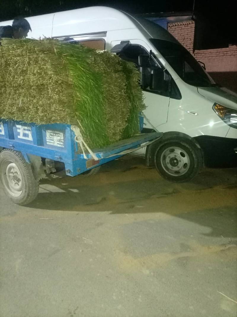 平度毛韭菜，高背韭菜，产地直销，质量优，欢迎各位老板砸单