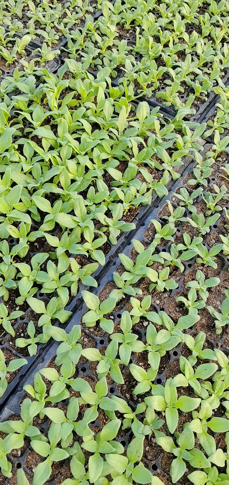 常年提供冰菜苗子出售，