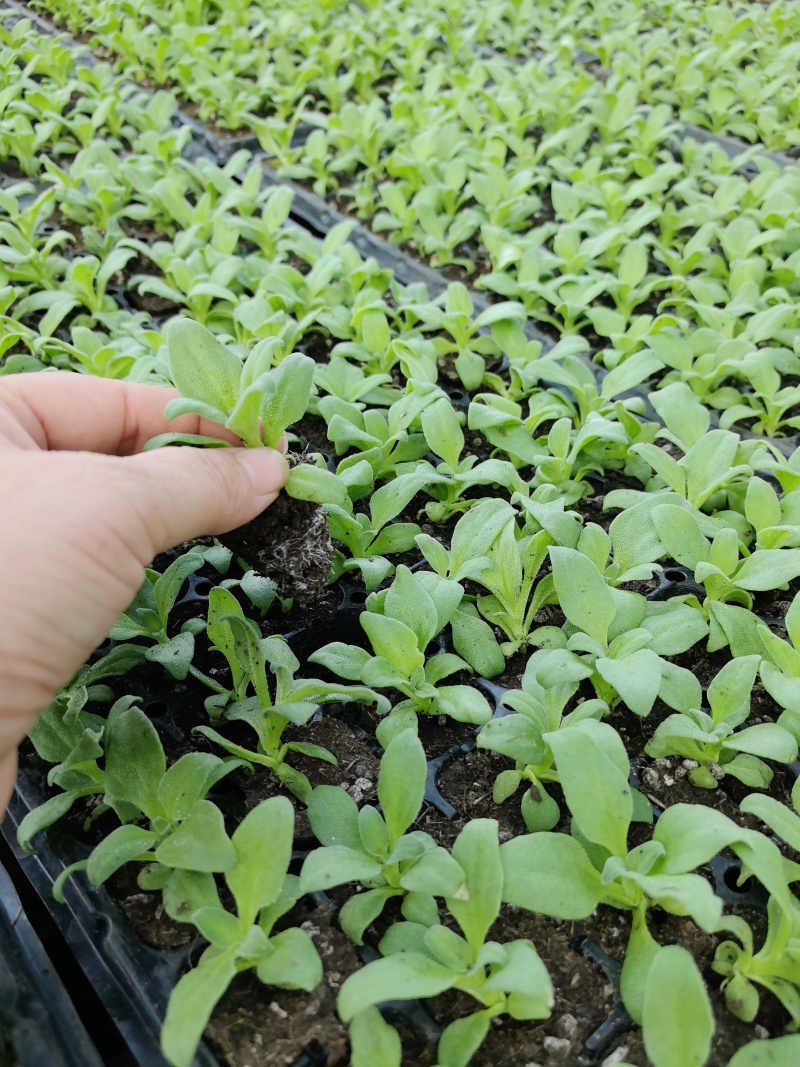 常年提供冰菜苗子出售，