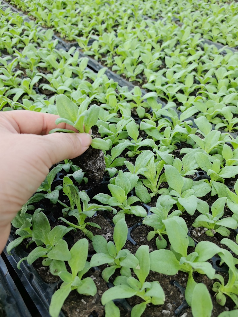 常年提供冰菜苗子出售，